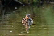 Kachna divoká (Anas platyrhychos). Vilémov