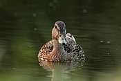 Kachna divoká (Anas platyrhychos). Vilémov
