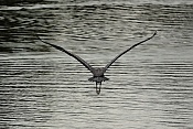 Volavka popelavá (Ardea cinerea). Těšenov