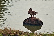Kachna divoká (Anas platyrhynchos). Těšenov