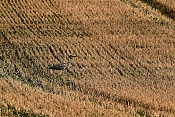 Volavka popelavá (Ardea cinerea). Nové Hrady