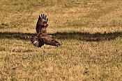 Káně lesní (Buteo buteo). Nové Hrady
