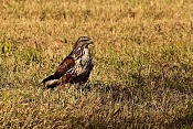 Káně lesní (Buteo buteo). Nové Hrady