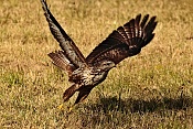 Káně lesní (Buteo buteo). Nové Hrady