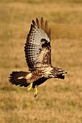 Káně lesní (Buteo buteo). Nové Hrady