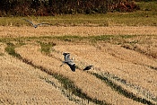 Volavka popelavá (Ardea cinerea). Nové Hrady