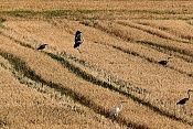 Volavka popelavá (Ardea cinerea) a volavka bílá (Ardea alba). Nové Hrady 