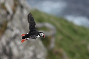 Papuchalk ploskozobý (Fratercula arctica)
