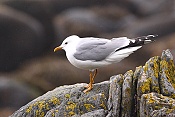 Racek tříprstý (Larus tridactyla)