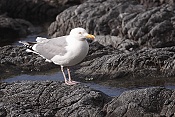 Racek stříbřitý (Larus argentatus)
