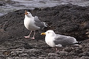 Racek stříbřitý (Larus argentatus)