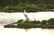 Rybák dlouhoocasý (Sterna paradisaea)