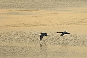 Labuť velká (Cygnus olor)