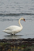 Labuť velká (Cygnus olor)