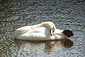 Labuť velká (Cygnus olor)