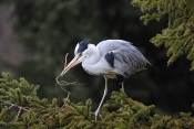 Volavka popelavá (Ardea cinerea)
