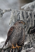 Jestřáb lesní (Accipiter gentilis) - Herálec (ČR)