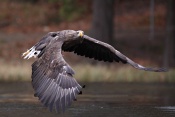 Orel mořský (Haliaeetus albicilla)