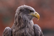 Orel mořský (Haliaeetus albicilla)