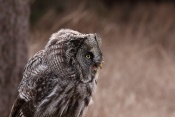 Puštík vousatý (bradatý) (Strix nebulosa)