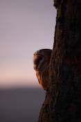 Sova pálená (Tyto alba)