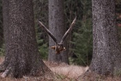 Výr velký (Bubo bubo)