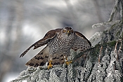 Jestřáb lesní (Accipiter gentilis) - Herálec (ČR)