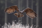 Výr velký (Bubo bubo)