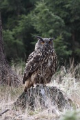 Výr velký (Bubo bubo)