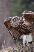Výr velký (Bubo bubo)