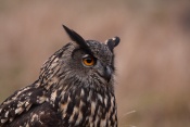 Výr velký (Bubo bubo)