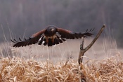 Káně Harrisovo (Parabuteo unicinctus)