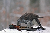 Jestřáb lesní (Accipiter gentilis) - Herálec (ČR)