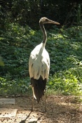Jeřáb mandžuský (Grus japonensis) – ZOO Brno