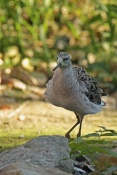 Jespák bojovný (Philomachus pugnax) – ZOO Brno