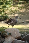 Jespák bojovný (Philomachus pugnax) – ZOO Brno