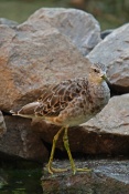 Jespák bojovný (Philomachus pugnax) – ZOO Brno