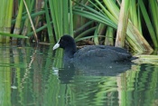 Lyska černá ((Fulica atra) – rybník Srpek, Kuřim
