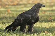 Orel skalní (Aquila chrysaetos)  - park Štěpánka, Mladá Boleslav