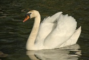Labuť velká (Cygnus olor) – rybník Srpek, Kuřim …. Držkov, Hradčany