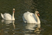 Labuť velká (Cygnus olor) – rybník Srpek, Kuřim …. Držkov, Hradčany