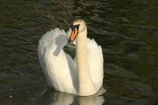 Labuť velká (Cygnus olor) – rybník Srpek, Kuřim …. Držkov, Hradčany