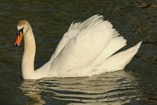 Labuť velká (Cygnus olor) – rybník Srpek, Kuřim …. Držkov, Hradčany