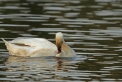 Labuť velká (Cygnus olor) – rybník Srpek, Kuřim …. Držkov, Hradčany