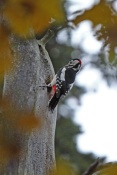 Strakapoud velký (Dendrocopos major) – Držkov, Hradčany