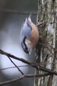 Brhlík lesní (Sitta europaea) – park Štěpánka, Mladá Boleslav
