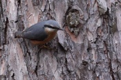 Brhlík lesní (Sitta europaea) – park Štěpánka, Mladá Boleslav