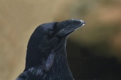 Krkavec velký (Corvus corax) - Tierpark Bayerischer Wald (D)