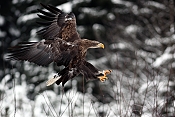 Orel mořský (Haliaeetus albicilla) - Herálec (ČR)