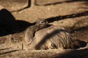 Nandu Darwinův (Rhea pennata) – ZOO Chleby